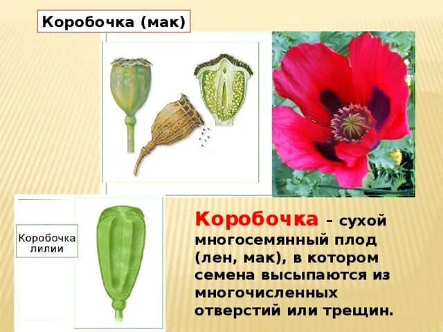 Смолёвка обыкновенная луговой цветок. Дихазий полузонтик. Мак снотворный диаграмма цветка. Маковые диаграмма цветка. Соцветия коробочки.