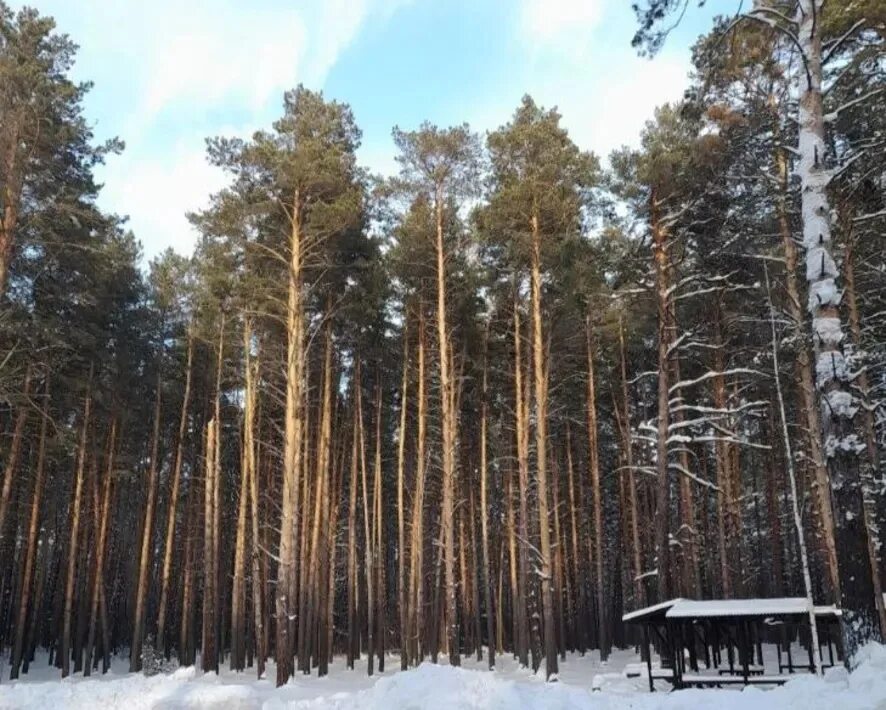 Экопарк чкаловские дачи новосибирск. База удача бердск. Аренда леса новосибирск. Сосновый бор новосибирск вилла. Новосибирск лесная шоссе 1/1.