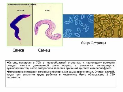 Острицы у взрослых отзывы