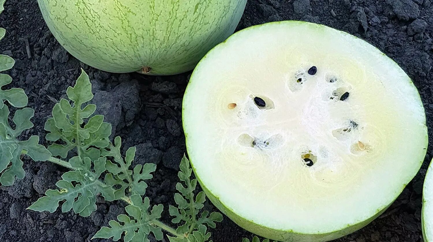 арбуз белый бережливый банан. астраханский белый арбуз. арбуз атаман f1. арбуз белый бережливый банан. белый арбуз сорт.