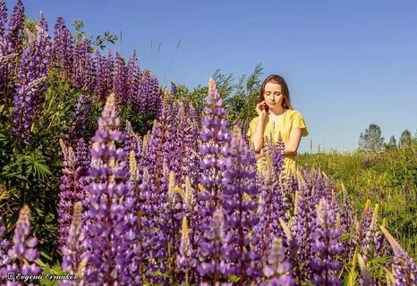Люпины саранск