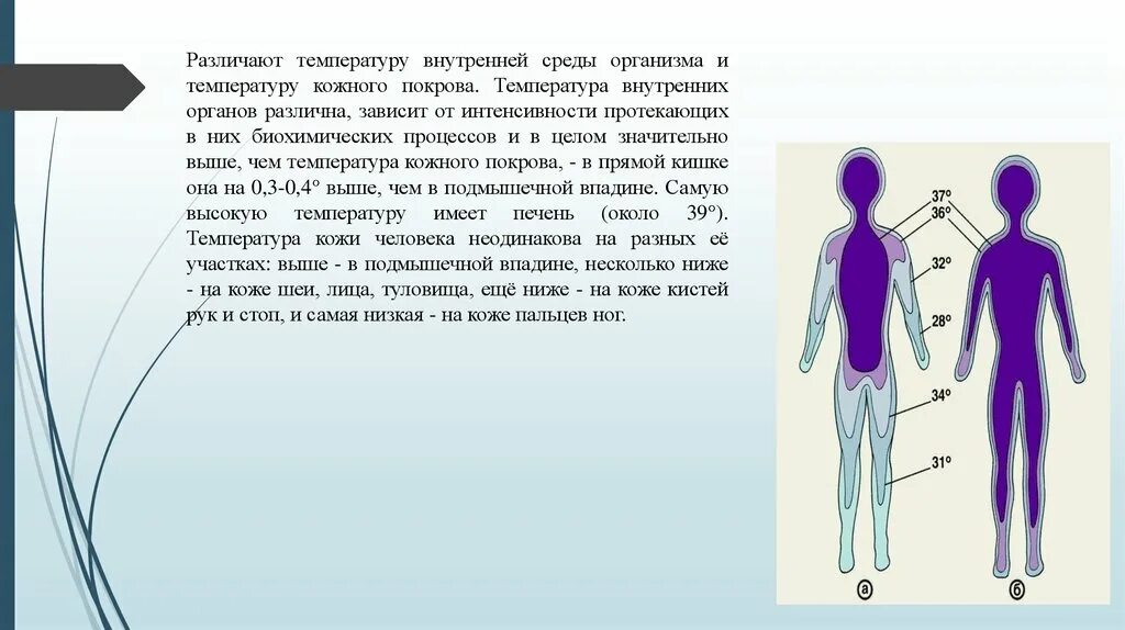 Температура кожных покровов и внутренних органов. Температура кожных покровов человека. Температура различных участков тела. Температура на разных участках тела человека. В разных местах разная температура