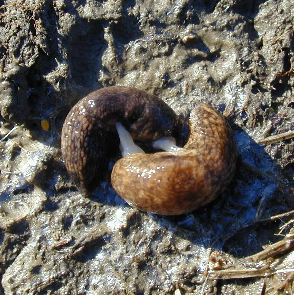 Личинки слизней. Яйца слизней. Powelliphanta улитка.