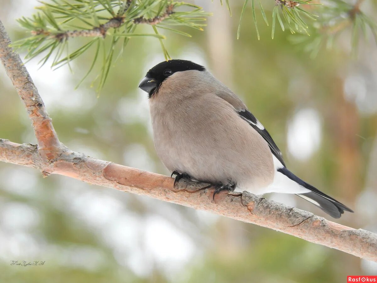Снегирь птица мальчик. Самка снегиря. Половой диморфизм у птиц Снегирь. Снегирь самочка. Снегирь самка и самец.