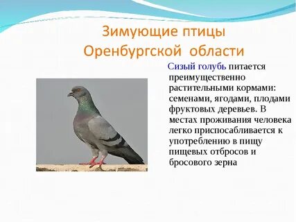 Пернатая наука
