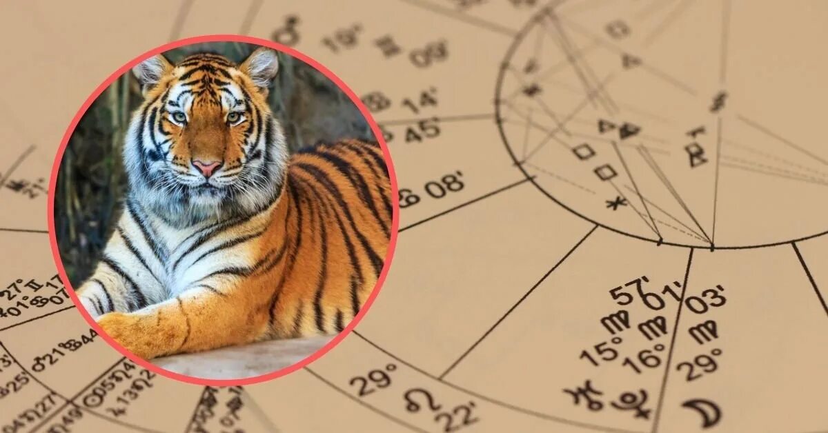 Гороскоп тигра на 2025 года женщина. Год тигра 2025. год тигра благополучные года. год после года тигра. 2025 год тигра 2025 год.