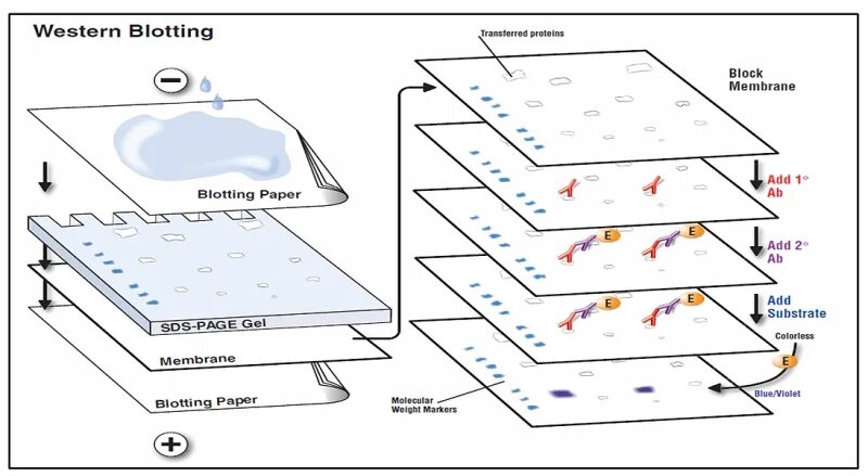 Базар блот клуб. Базар блот клаб. Вестерн-блоттинг анализ. Игра базар блот. Hiv-1 vs hiv-2.