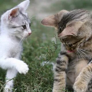 Включи 2 кота играют