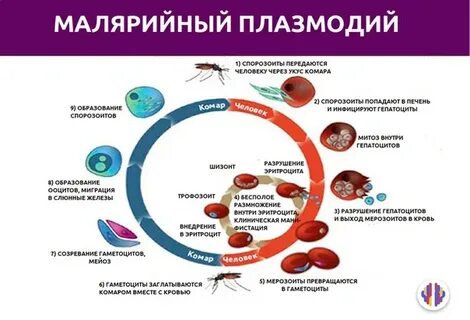 Плазмодий таблица
