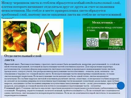 Листок какая ткань