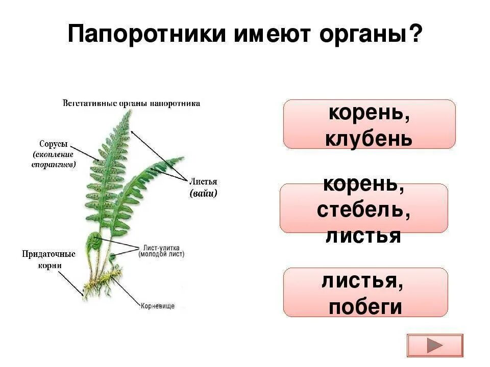 Какие органы отсутствуют у папоротников. Органы папоротника щитовника мужского. Вегетативные органы папоротника. Вегетативное строение папоротника. Строение корневища папоротника.