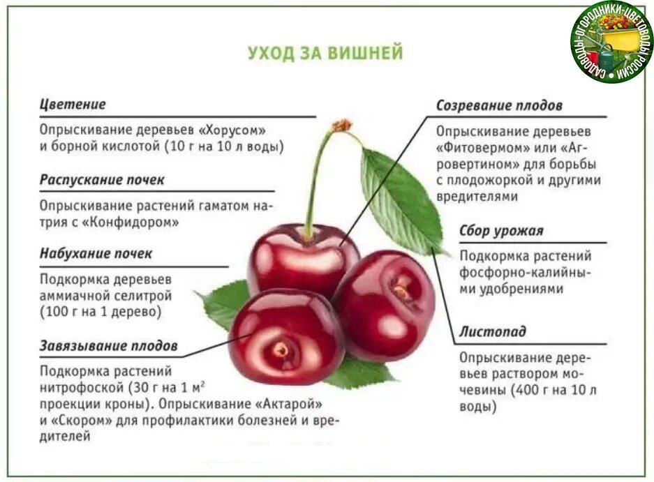 Чем подкормить черешню во время цветения. Схема подкормки черешни. Схема обработки вишни и черешни. Схема подкормки вишни. Схема обработка черешни весной.