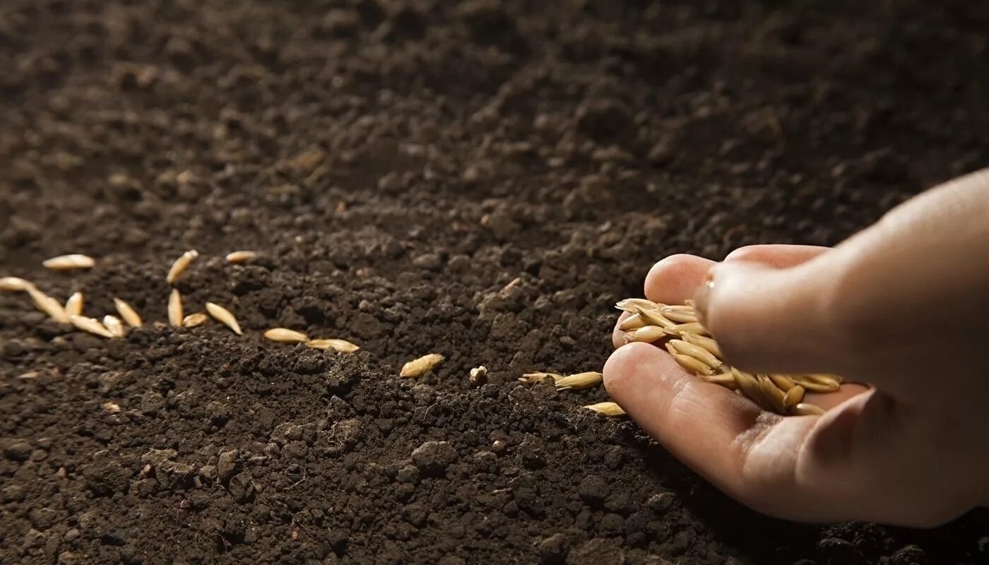 Посев зерна. Сажать семена. Посев семян на поле. Зерно в земле.