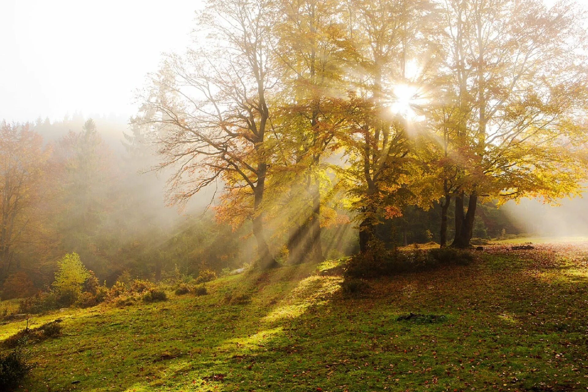 Осенний парк. Солнечная осень. Осеннее солнце. Солнечная осень. Солнце осенью.