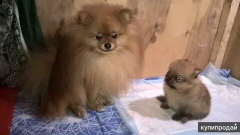 Веселый шпиц нижний