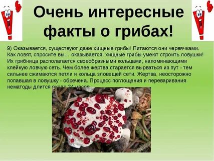 5 интересных фактов грибах