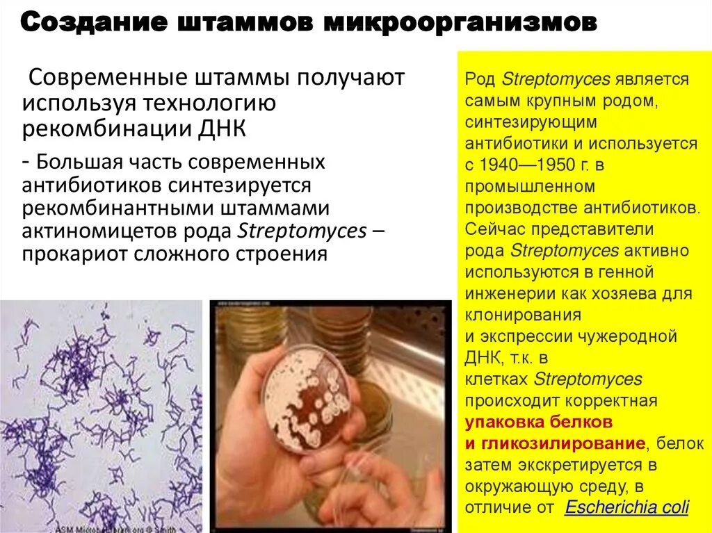Последовательность штамма бактерий. Рекомбинация бактерий. Штамм микроорганизмов это. Этапы селекции микроорганизмов. Повышение продуктивности штаммов микроорганизмов график.