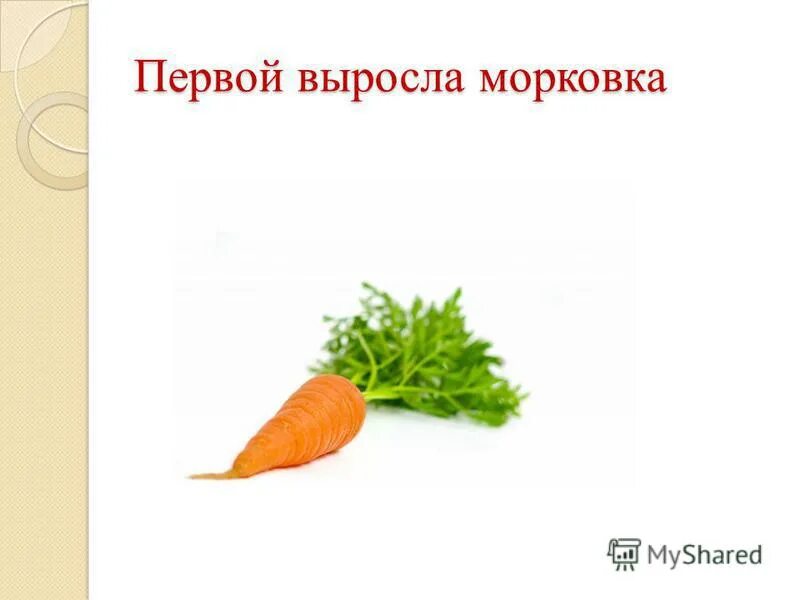 Сколько растет морковь