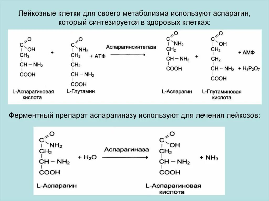 Фф реакция 18. Аспарагиназа реакция. Реакция синтеза аспарагина из аспартата. Аспарагиназа биохимия. Аспарагинсинтетаза.