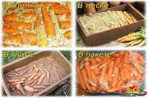 Как правильно хранить морковку в погребе