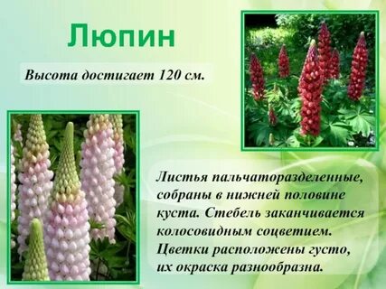 Люпин описание