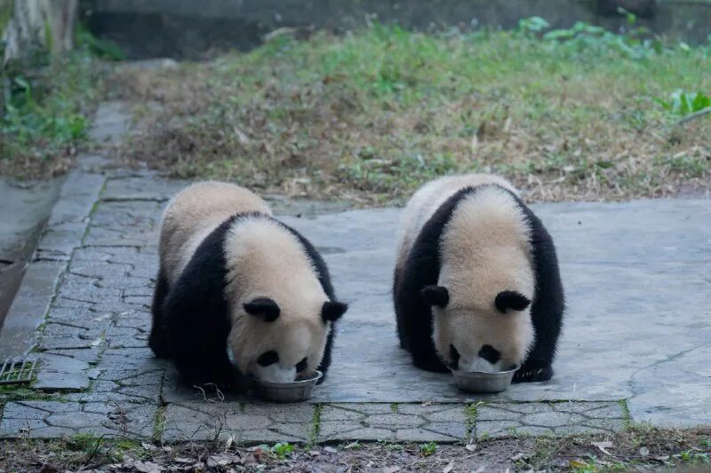 панда 4 самара. Fiat panda 4x4 paris-dakar-1984. панда ветеринарная клиника самара гагарина. интересные факты о пандах. панда 4 самара.