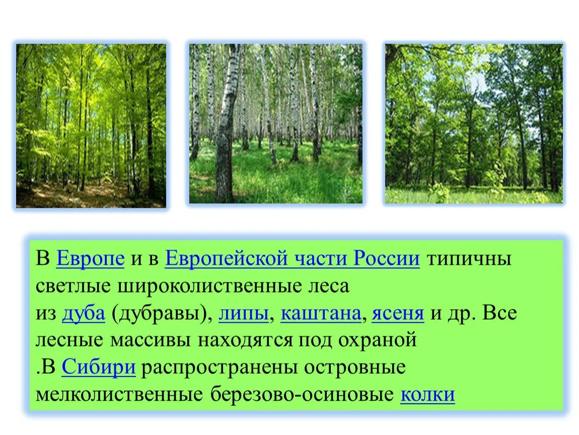 Мелколиственные леса России. Широколиственные леса европейской части России. Мелколиственные и широколиственные леса. Ярусы мелколиственного леса. Почвы широколиственных лесов и лесостепей