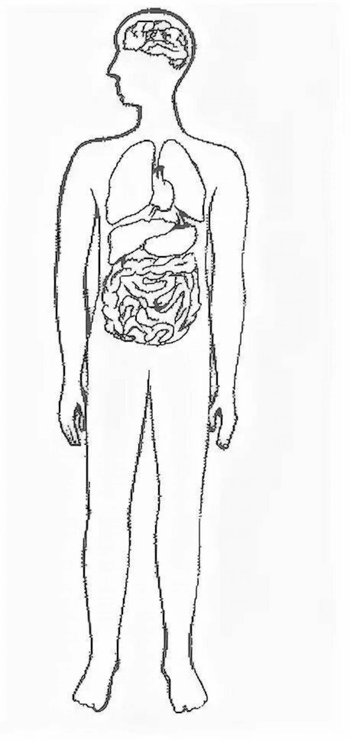 Силуэт человека с внутренними органами. Контур человека с органами. Контур человека с внутренними органами. Макет тела человека 2 класс. Строение человека модель 2 класс
