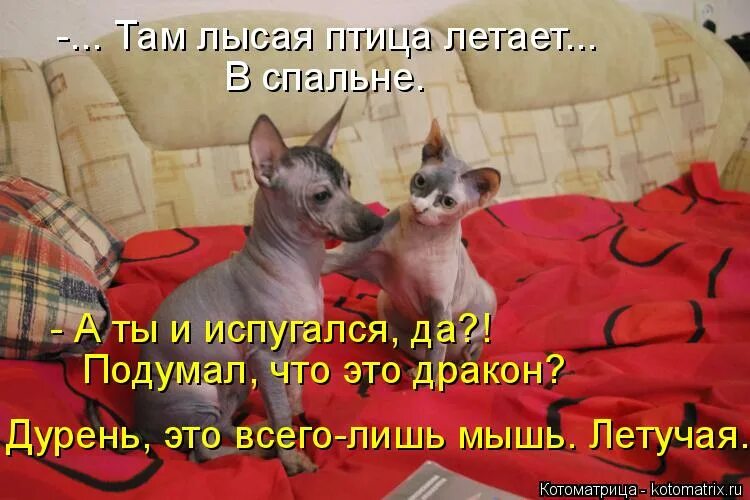 Лыс что там. Лыс что там