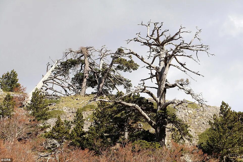 Дерево-долгожитель: сосна мафусаил. Реликтовое дерево гинкго. Калифорния. Парк секвойя калифорния. Самый древний вид дерева сохранившийся до наших.
