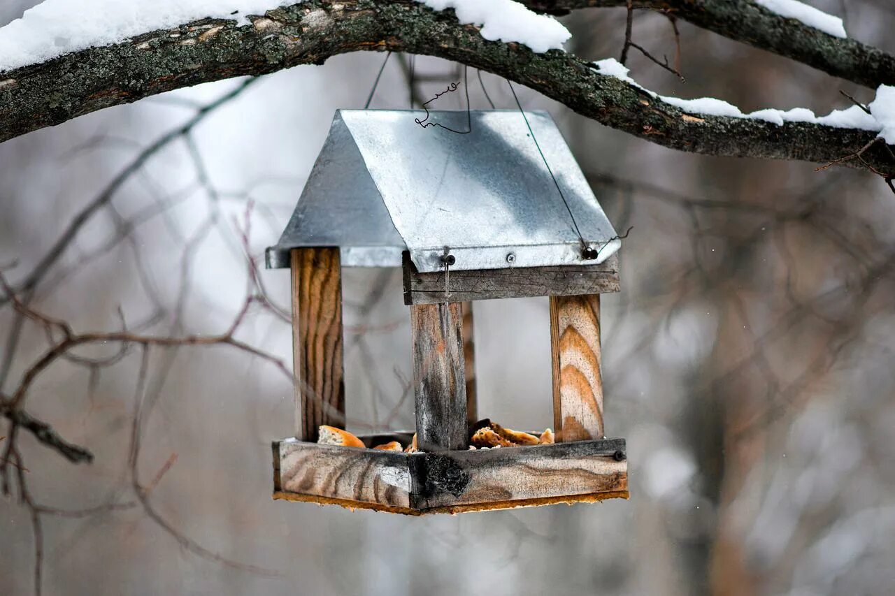 Кормушка корм 1. Синичкина кормушка. кормушка синичкин дом. кормушки дача зимний. кормушка одинокий на дереве.