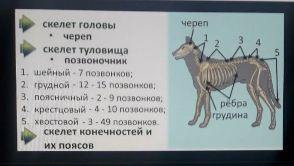 Отделы строения скелета млекопитающих. Отделы позвоночника млекопитающих. шейный отдел позвоночника состоит из 7 позвонков у млекопитающих. строение позвоночника млекопитающих. шейный отдел млекопитающих состоит.