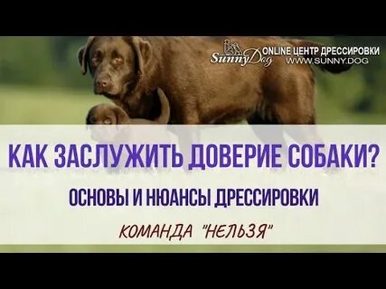 Как вернуть доверие собаки