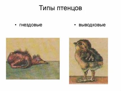 Птенцы выводковые и гнездовые