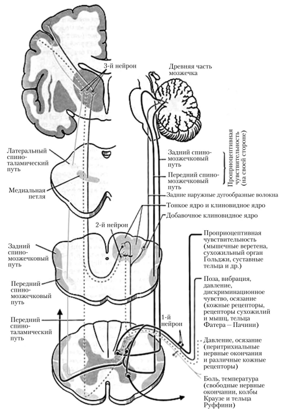 Спинно мозжечковый. Спинно мозжечковые пути схема. Передний спинно-мозжечковый путь Говерса схема. Задний спинно-мозжечковый путь схема. Задний спинно мозжечковый тракт.