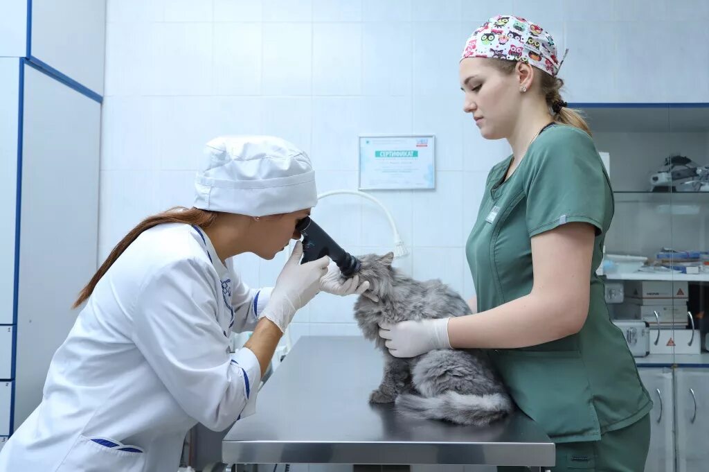 Ветеринарная служба в китае. Добрый ветеринар. Ветеринарная операция. Ветеринар. Краевая ветеринарная клиника ставрополь.