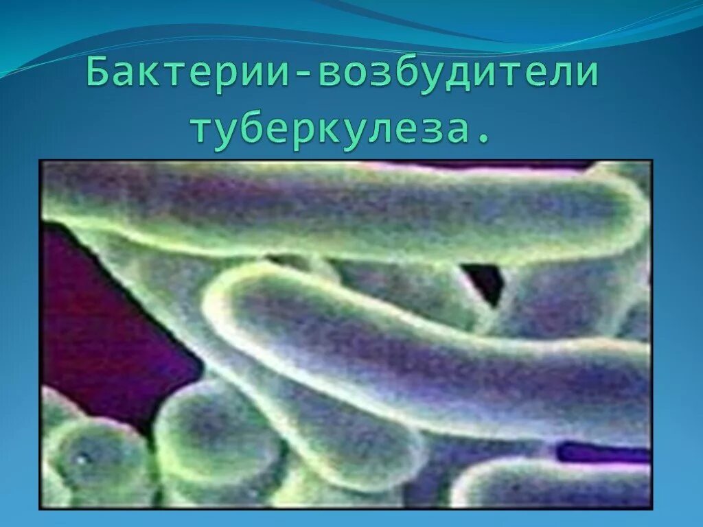 Туберкулез животных возбудитель. Бациллы возбудители туберкулёза. Возбудитель туберкулеза коровы. Возбудитель туберкулеза КРС.