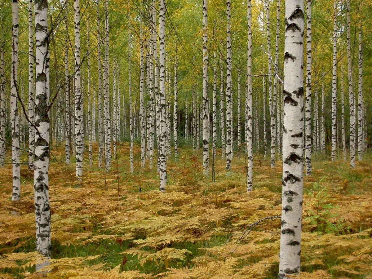 Береза национальное дерево. Берёзовавая роща в Финляндии. Денежкин камень берёзы. Березовая роща береза повислая. Березовый лес в Финляндии.