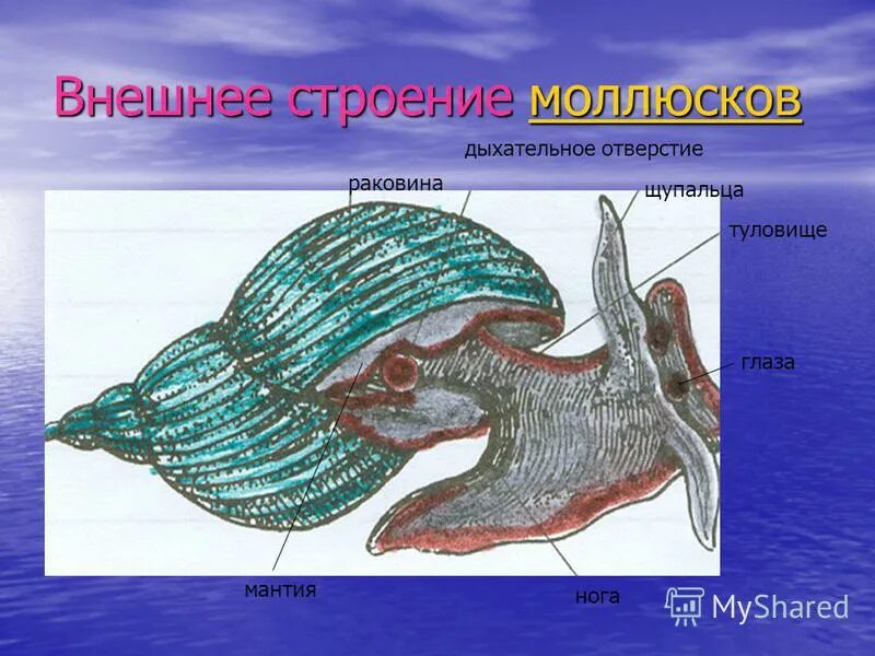 Моллюски строение и жизнедеятельность. Строение моллюска. Внешнее строение моллюска. Дыхательное отверстие у моллюсков. Тип моллюски внешнее строение.