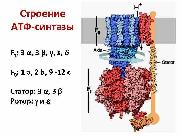 АТФ синтаза f1 f0. Строение АТФ синтазы. Схема строения АТФ. Ротор АТФ синтазы.