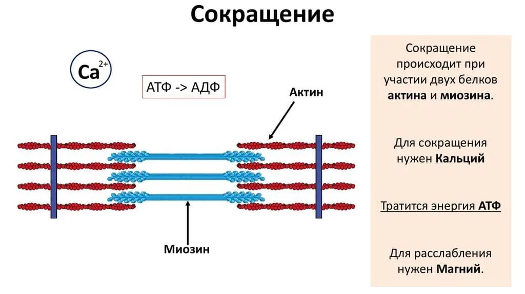 Изотонический тип мышечного сокращения. Как происходит сокращение мышц. Как происходит сокращение мышц. Причина сокращения мышц. Как происходит сокращение мышц.