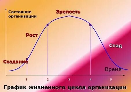 Жизненный цикл рост зрелость спад