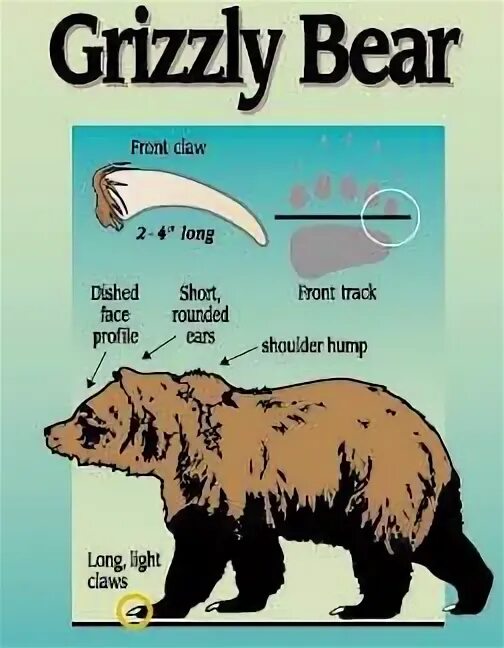 Bear bore born перевод на русский. Гризли на английском языке. Bear перевод. Grizzly перевод. Grizzly Bear перевод.