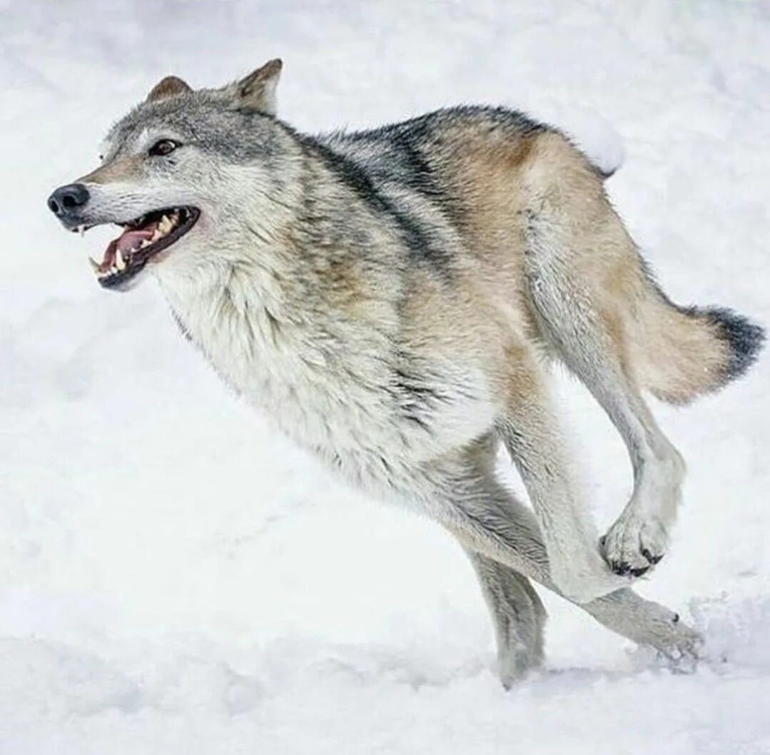 J wolf