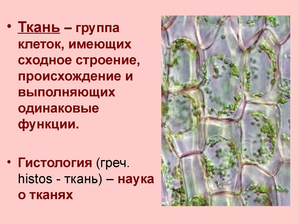 Сходные по строению функциям и происхождению. Группа клеток. Ткань это группа клеток. Тканевая группа клеток. Ткань это группа клеток обладающих.