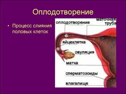 Какие выделения при оплодотворении яйцеклетки