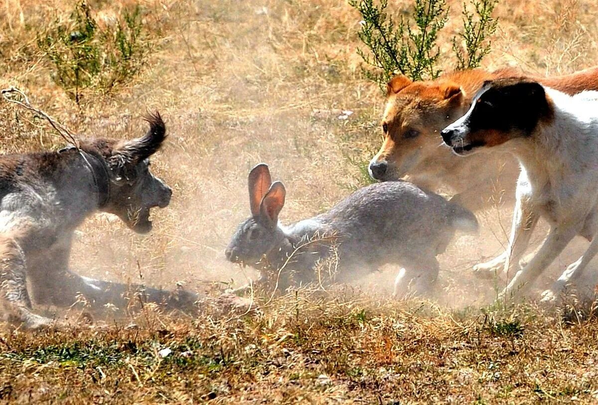 собака охотничья. поговорка заживает как на собаке. русская гончая охота на зайца. какая собака догонит зайца. собака помнит кто ее кормит.