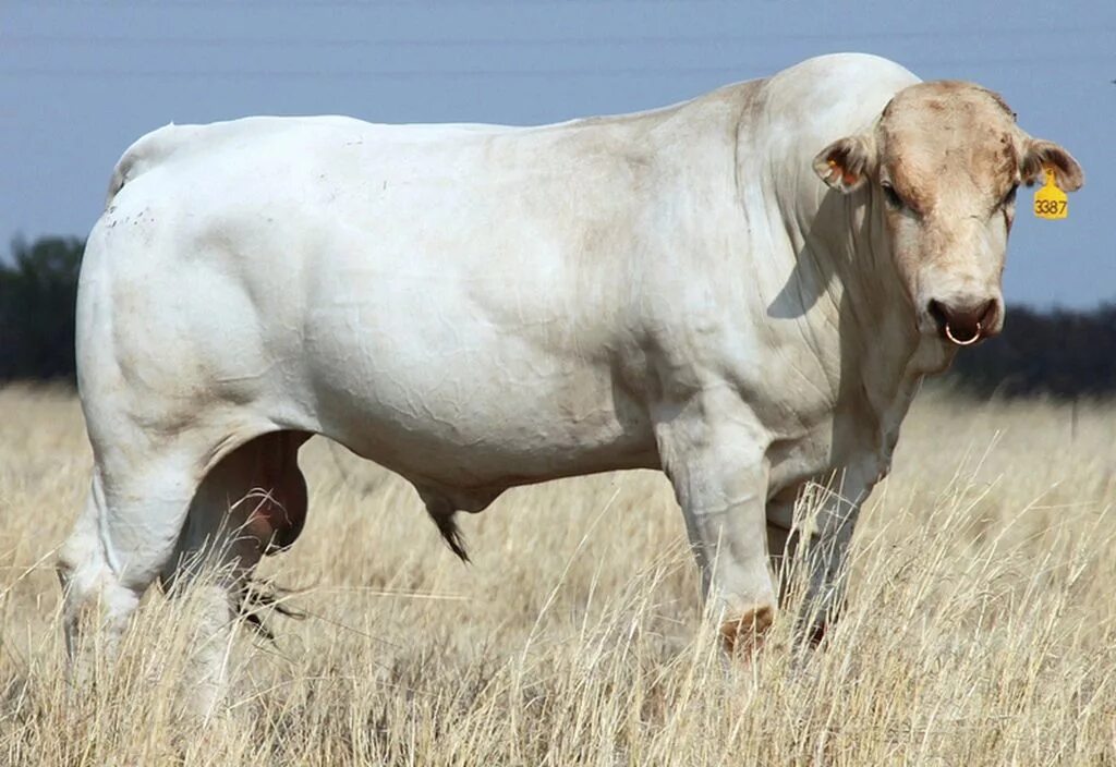 Human cattle