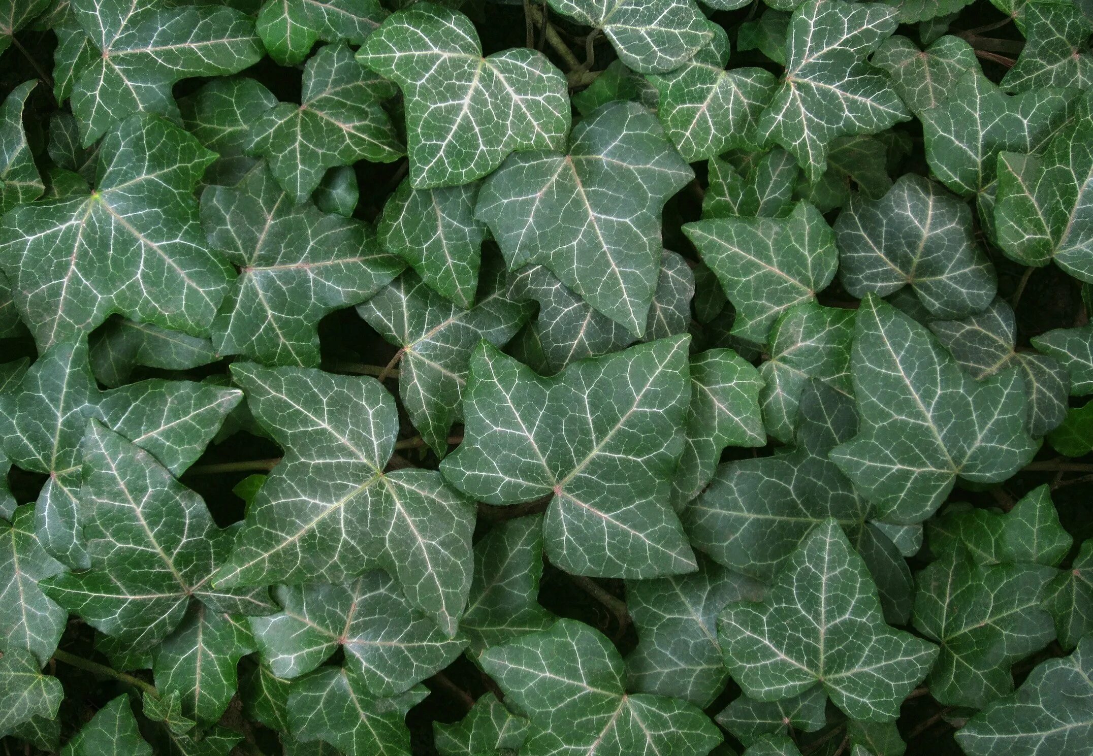 Плющ вечнозеленый (Hedera).. Листья плюща обыкновенного. Плющ вечнозеленый Hedera Helix. Виноград девичий-плющ обыкновенный. Плющ трава