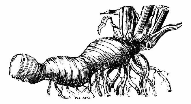 Корневище ириса рисунок. Корневище ириса сибирского. Корневище ириса рисунок. Корневище ириса рисунок. Рисунок ирис с корневищем.